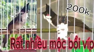 Tuyển Được Chim Víp Mào Lân Và Lên Rất Nhiều Chim Mộc Bổi Cho Ae Tham Khảo Lựa Chọn  31/10/24