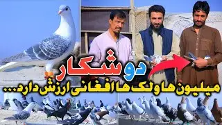کفتربازی یست،امروز گرفتی فردا می گیریمت|دوشکار|میلیون ها و لک‌ها افغانی ارزش دارد، ساعتت که تیر باشد
