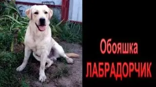 Невоспитанный и гиперактивный обояшка ЛАБРАДОРЧИК. Передержка