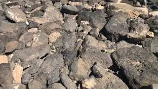 Chipmunks in Fuerteventura 2023