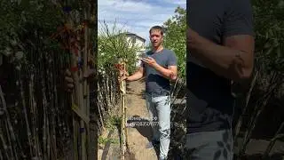 Как Выглядят Штамбовые Розы перед Отправкой #розыартема #штамбовыерозы #уходзарозами #сад #розы