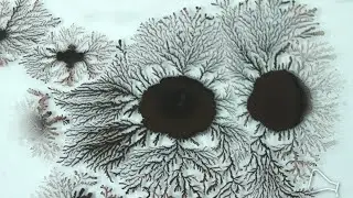 Dentrite Fractals - Tree ink timelapse - 1/2