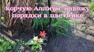 Убираю в цветнике. выкапываю Аллиум.