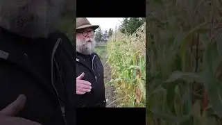 How Crops Are Pollinated #SHORTS