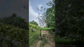 Pilkhan Tree 4 Years old August 2023
