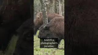 Come with us on a wildlife safari in Oregon!