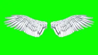 Wings