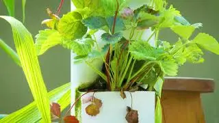 Vertical Towers in Aquaponics