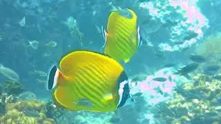Diving on Samui//Koh Tao//Sail Rock
