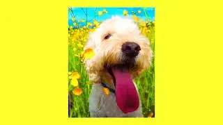[FREE] Happy Guitar x Vocal Pop Trap Type Beat - COCKAHOOP