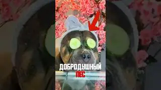 American Bully Turns into a Sweetheart After Owner Leaves 🐶✨