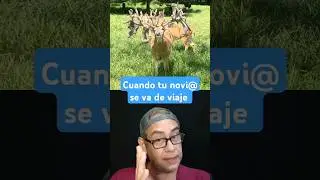 Cuando tu novi@ se va de viaje #funny #funnyvideo #funnyanimals