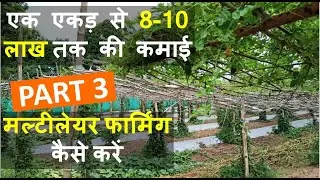 मल्टीलेयर फार्मिंग कैसे करे | How to do Multilayer Farming | In India | Part 3 | Creative Kisan