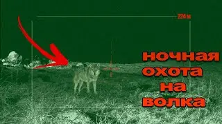 Охота на волка🐺 night wolf hunting🐺 2024
