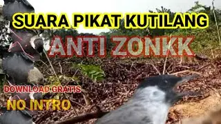 SUARA BURUNG PIKAT KUTILANG TERBARU||PIKAT SEMUA BURUNG KUTILANG
