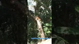 kelakuan kucing nakal