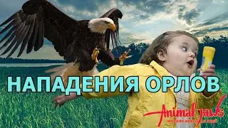 Can an eagle attack and drag a child?