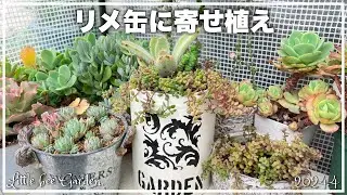 [Succulents] Effective use of overgrown bromania [Gardening]