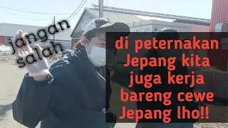 kerja di jepang di peternakan juga ada cewe nya lho gaes..!!!