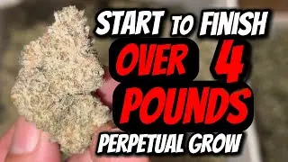 HOW I GREW OVER 4 POUNDS OF WEED SEED TO HARVEST TIMELAPSE FC-E 8000 MARS-HYDRO