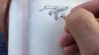 41  КРАСНАЯ РОМАШКА