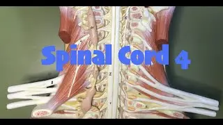 Spinal Cord 4