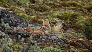 Andean Wolf (Culpeo) Resting in the High Andes – Cayambe-Coca, Ecuador (4500m)