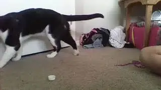 My Cat