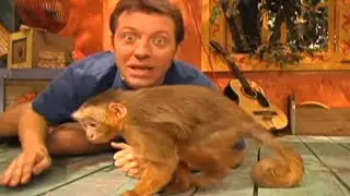 Zoboomafoo with the Kratt Brothers! CAPUCHIN MONKEYS | Full Episodes Compilation
