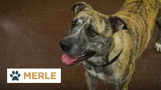 Pinal Pets Episode 120 - Merle