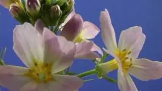 Bach Flower Remedies - Water Violet