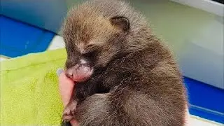Парень заметил странных малышей у себя в сарае. Они похожи на котят, но оказались редкими зверьками
