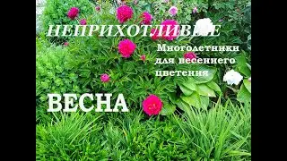 Цветник весной.Что посадить для непрерывного цветения и минимального ухода.  Часть1.