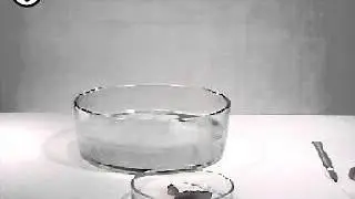 Взаимодействие натрия с водой