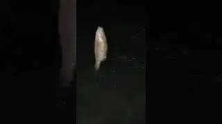 Green light dock fishing 
