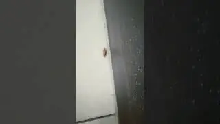 я весёлый таракан