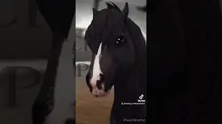 Star Stable Icelandic Horse in reality ~ SSO TikTok