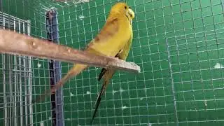 Mashallah 4 Chick 