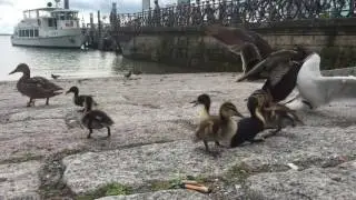 Never mess with a mother !