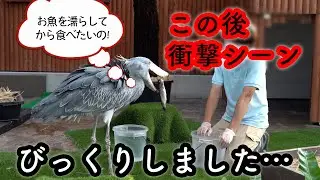 【今年一番の衝撃回】大好きな飼育員さんにごはんをもらうハシビロコウふたばちゃん!【夏のふたば2024-40】Futaba,the Shoebill   Summer 2024-40