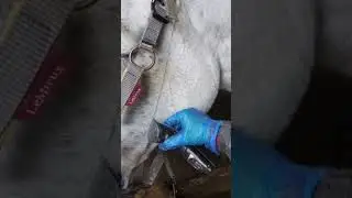 The best horse trimmers - Masterclip cordless Showmate II 