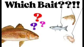 Which Bait Should I Use?