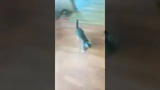 🐱
