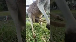 proses anak kangguru masuk ke kantong ibu nya