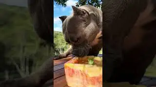 Como Refrescar o seu cão em dias de calor - Nossa Rotina 