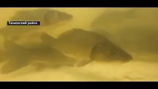 Состоялся выпуск молоди сазана в озеро Андреевское (Тюменская область)