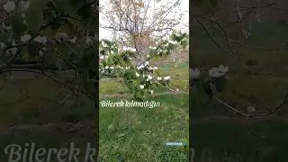 baharda çekmiştim bu videoyu.arşivde kalmasın dedim.güzel bir sözle süslemek istedim.