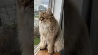 Пушистик 🐈