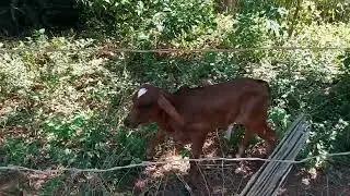 BEZERRINHOS QUE NÃO GOSTAM DE SER FILMADOS KKK