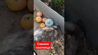 Симка поймала ящерицу, и.. упустила